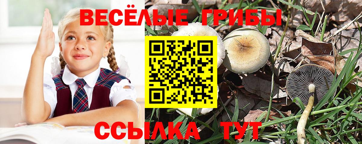 Протвино  Галлюциногенные грибы Psilocybe  Вход с VPN 