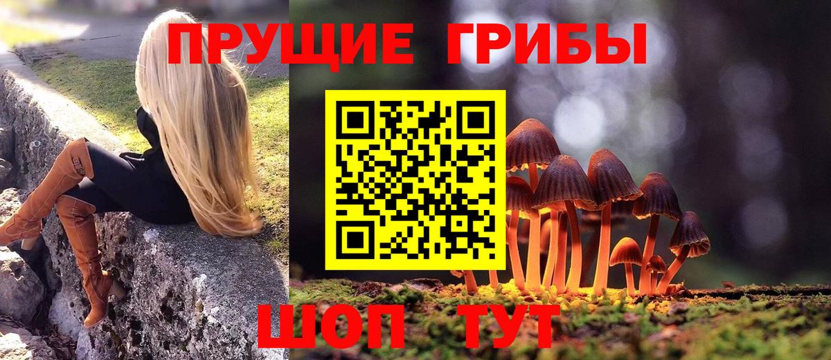 Галлюциногенные грибы Psilocybe Протвино